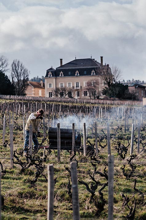 Enfumage des vignes