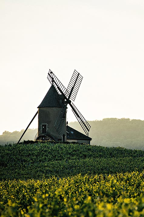 Moulin-à-vent au milieu des vignes