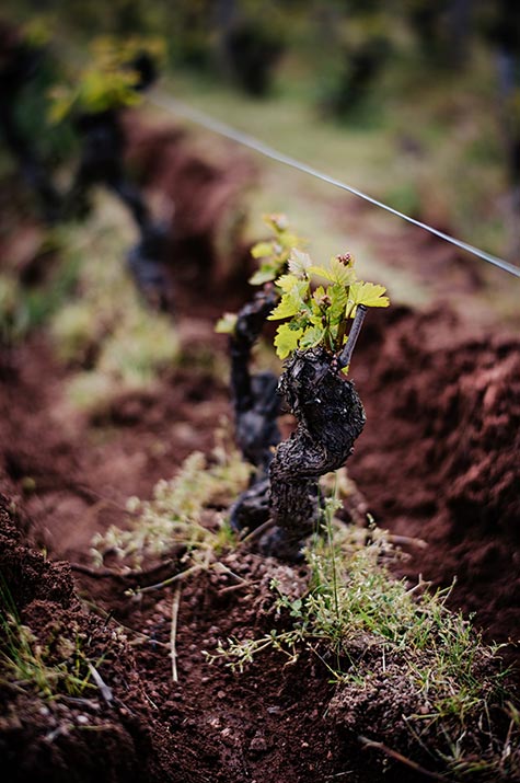 Pousse sur pied de vigne