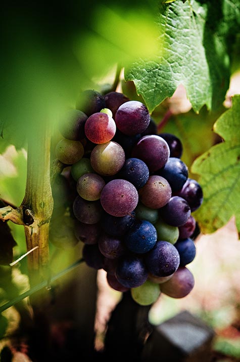 Raisin rouge Gamay dans la vigne