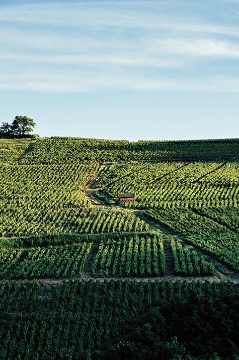 Vignes de Gamay