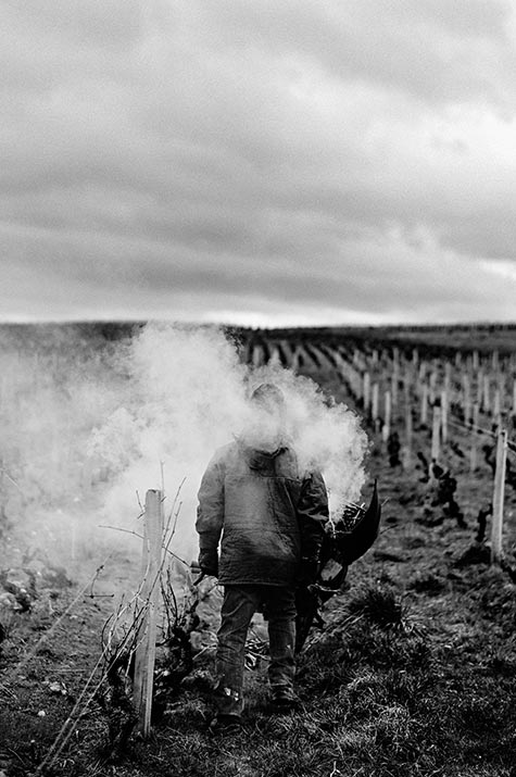 Travail de la vigne