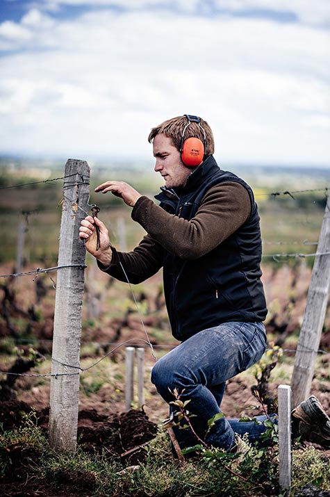 Travail de viticulteur dans la vigne