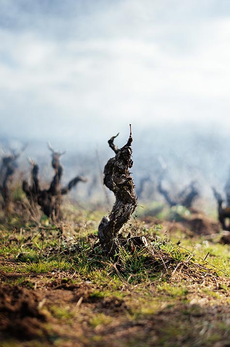 Pousse pied de vigne