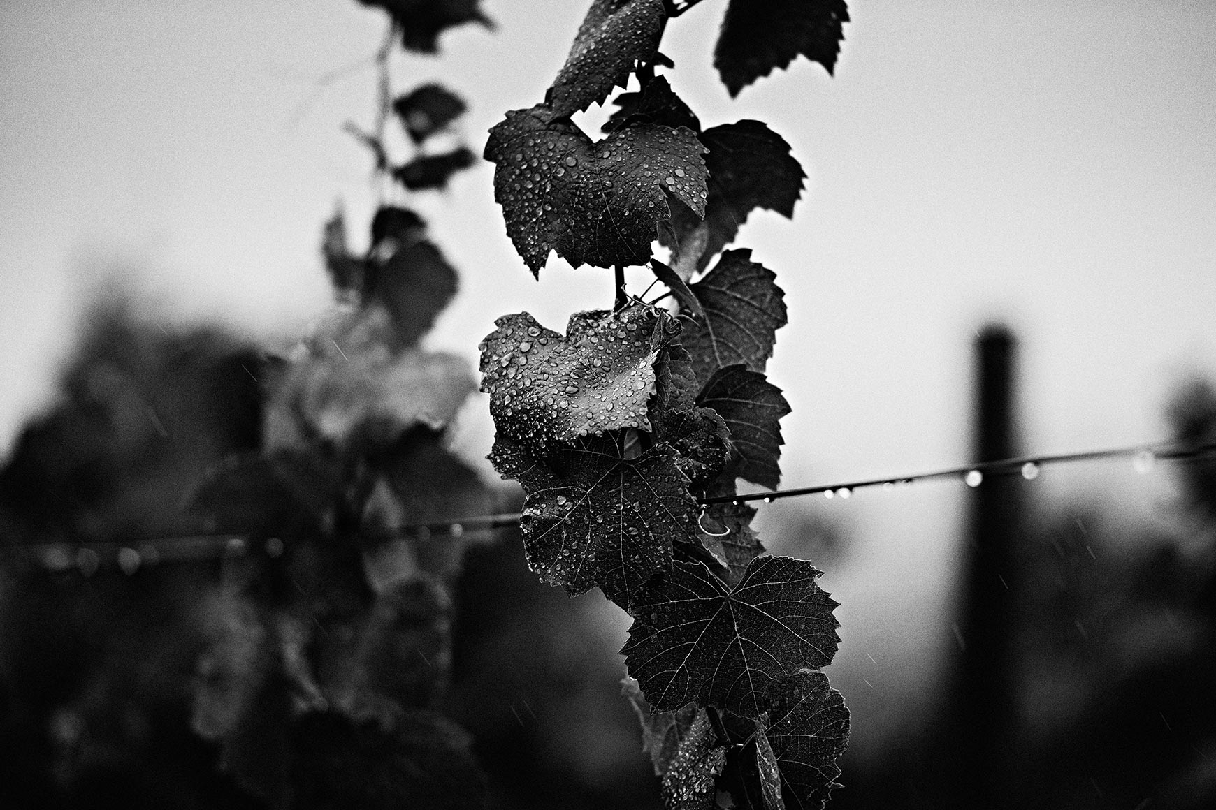 Vigne sous la pluie photo noir et blanc