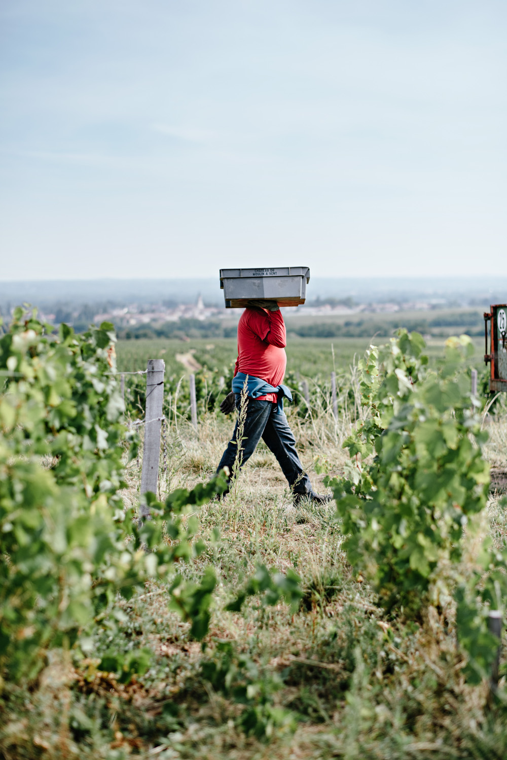 Vendanges 2023